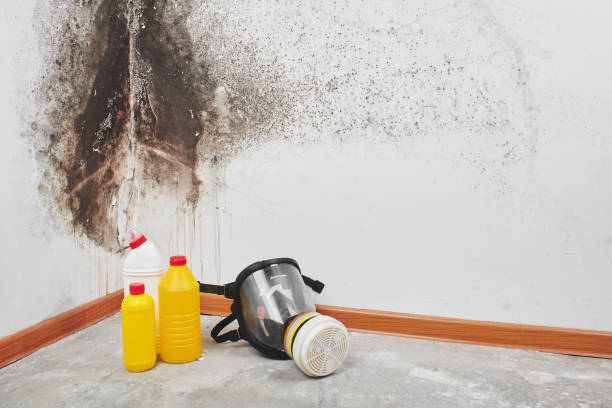 Best Emergency Mold Remediation in El Rancho, NM
