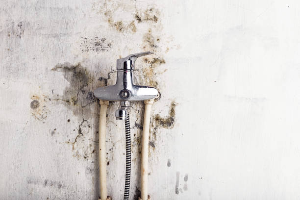  El Rancho, NM Mold Removal Pros