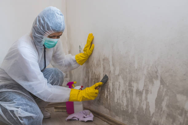 Best Attic Mold Remediation in El Rancho, NM