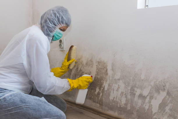 Best Health and Safety Mold Remediation in El Rancho, NM