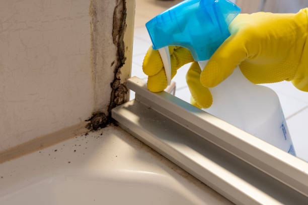 Best DIY Mold Remediation Support Services in El Rancho, NM
