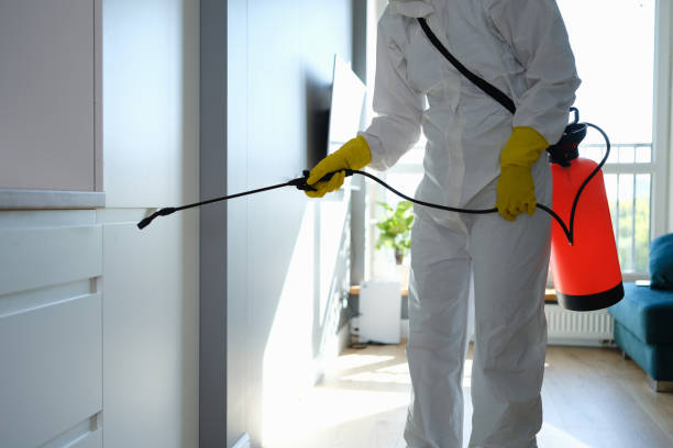 Best White Mold Remediation in El Rancho, NM