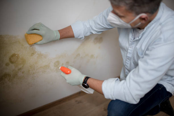 Best Basement Mold Remediation in El Rancho, NM