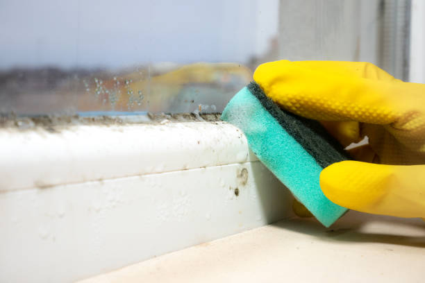Best Localized Mold Remediation (e.g., coastal areas, humid climates) in El Rancho, NM